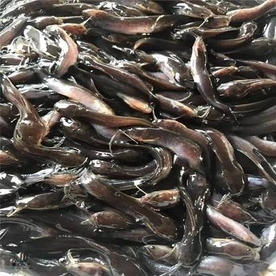 粵宏水產 專業批發優質埃及塘鲺魚苗，信譽為本，服務全國
